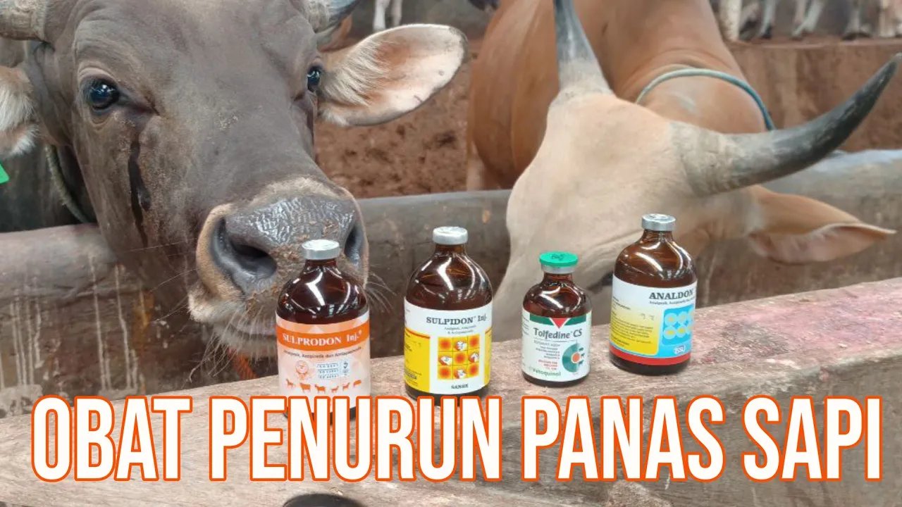 
                                 Obat-Penurun-Panas-Sapi-Gejala-Demam-Hingga-Ambruk
